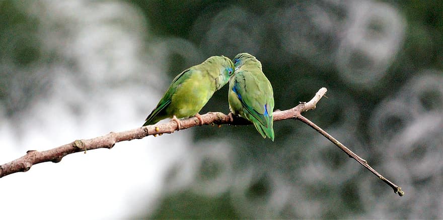 πουλιά, ερωτευμένοι, ζευγάρι πουλιά, μικρά πουλιά, των ζώων, πτηνά, δέντρο, άγρια ​​ζωή
