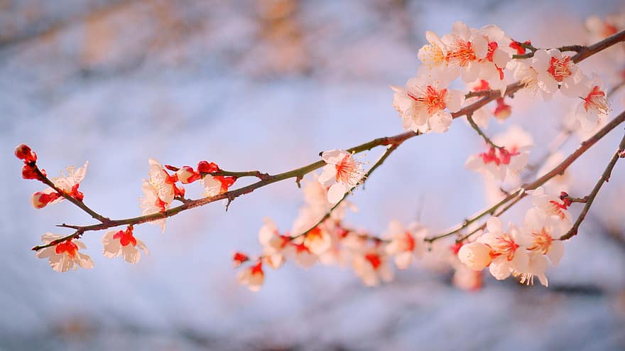 bloemen, Pruim, anton, Republiek Korea, Korea, andong, de lente, bloeiend, abrikoos, hout, planten