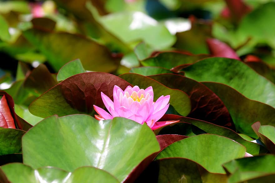 Lotus, Lotusteich, Teich, Wasserlilien, Seerose, Blumen, Natur, Pflanzen, Teichpflanzen, Lotus blatt, Sommer-
