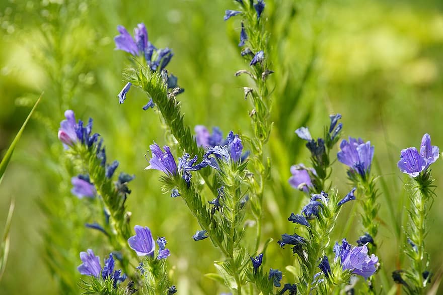 λουλούδια, equium, boraginaceae, μπλε, φύση, πράσινος, λιβάδι, αγριολούλουδα