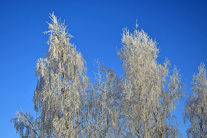 Trees, Frost, Winter, tree, blue, plant, branch, season, leaf, summer, autumn