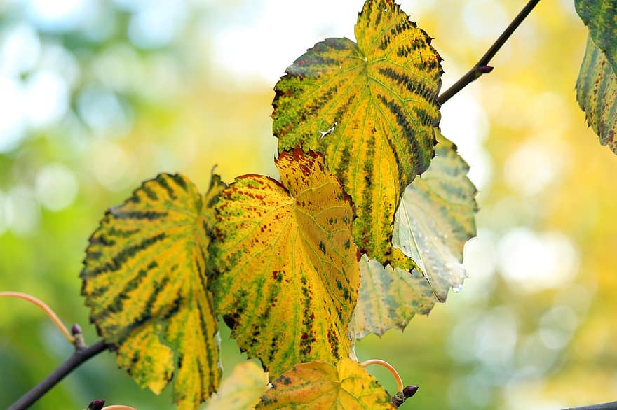 rudenī, lapas, kabatas lakats, dendrārijs, flora, kritums, botānika, zaļumi, raksturs, rudens lapas, rudens zaļumi