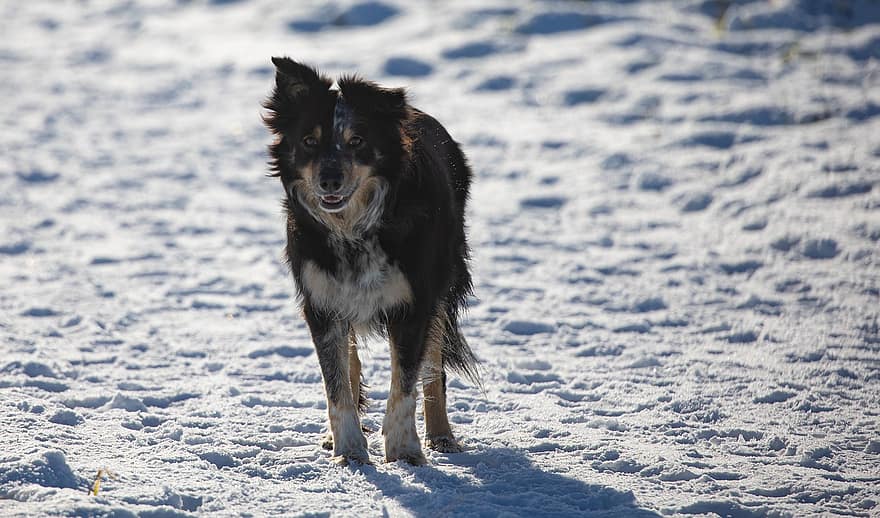 raja-collie, koira, lumi, lemmikki-, skotlanninpaimenkoira, eläin, rotu, kotimainen koira, koiran-, nisäkäs, ulkona