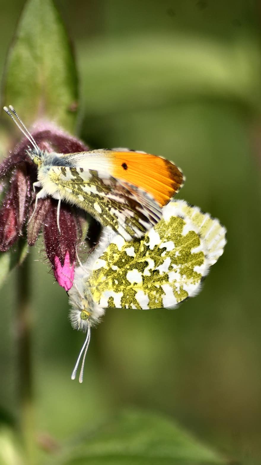 vlinder, pairing, detailopname