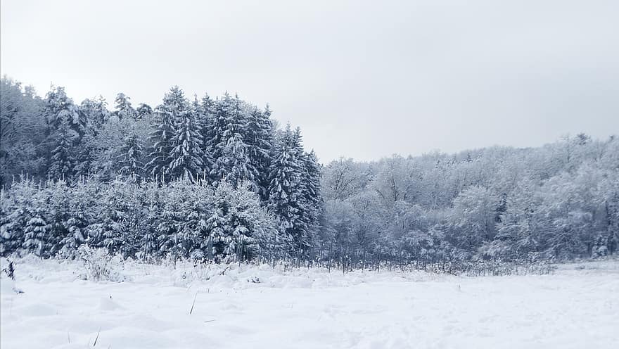 冬、雪、冬の風景、雪の風景、風景、木、森林、クリスマス、工場、自然、モミの木
