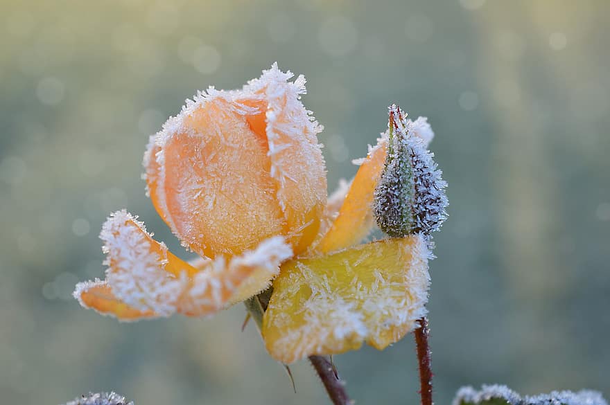 rose, rosebud, iskrystaller, iskald, vinter, kald, rimfrost, vinterlig, frossen, frost, nærbilde
