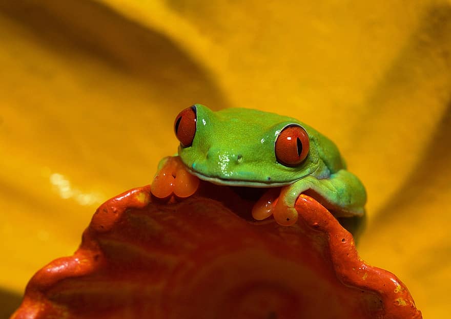 rana de ojos rojos, rana, animal, anfibio, rana verde, ojos rojos, fauna silvestre, naturaleza