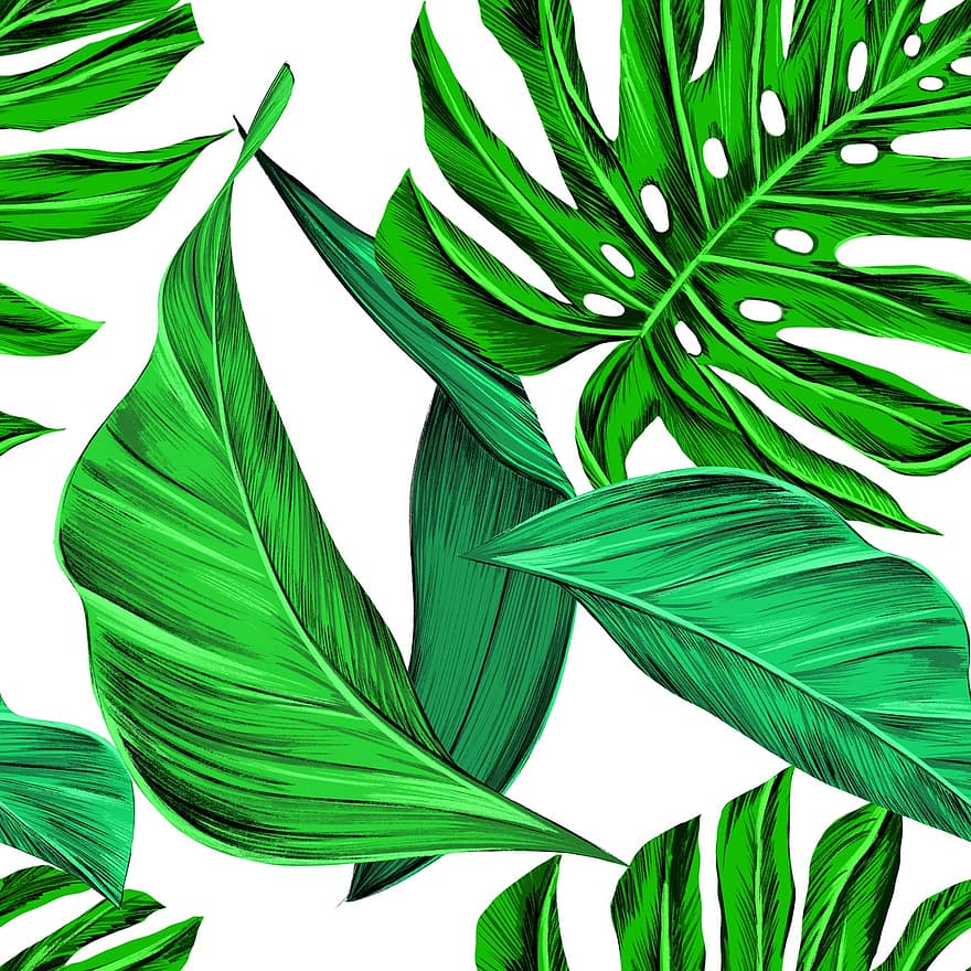 Leaves, Tropical, Monstera, Summer, Exotic, Green, Nature, Plant, Palm, Tree, Natural