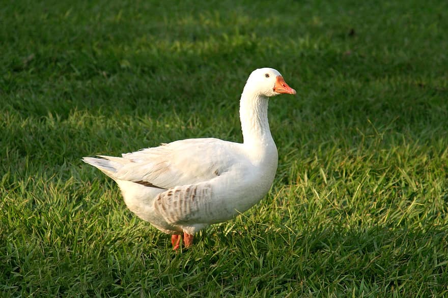 Pato, pato blanco, pájaro, pico, plumaje blanco, plumas blancas, aves acuáticas, AVE acuática, hierba, campos, Cra