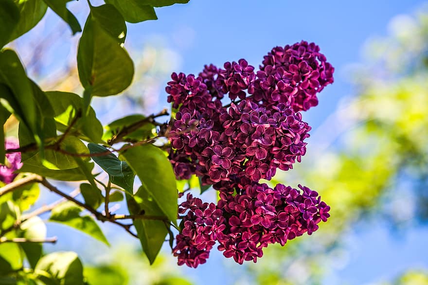 Lilac, Violet, Purple, Plant, June, Summer, Fragrance, Sunny