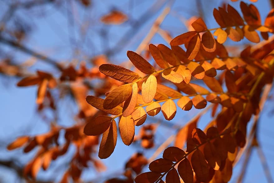 秋、イエローリーフパイ、サンバーニングウッド、gleditsia triacanthos、植物の、自然、葉、11月、色、青空、黄
