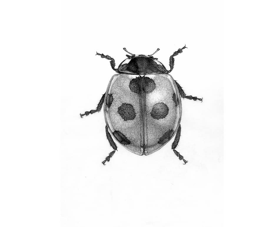 le scarabée, insecte, isolé, la nature, un, Une, encre, coccinelle