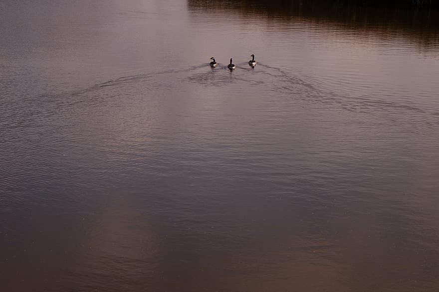 Birds, Ducks, Lake, Calm, Landscape, Geese, Waterfowls, water, duck, pond, reflection