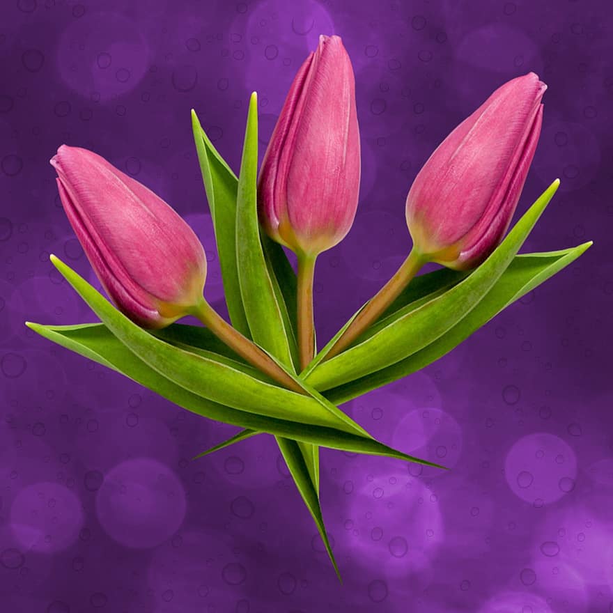 Tulip, Flowers, Nature, Floral, Bunch, Colorful, Blossom, Green, Spring Flower, Color, Bloom