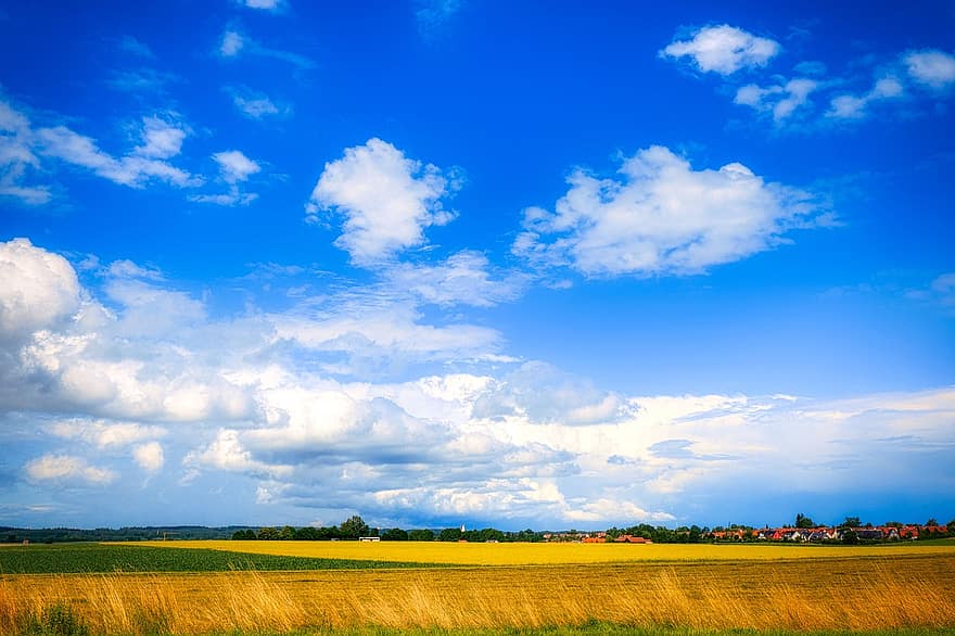 поле, кукурудзяне поле, житнє поле, гроза, погода, дерева, хмари, грім, мальовничий, горизонт, сутінки