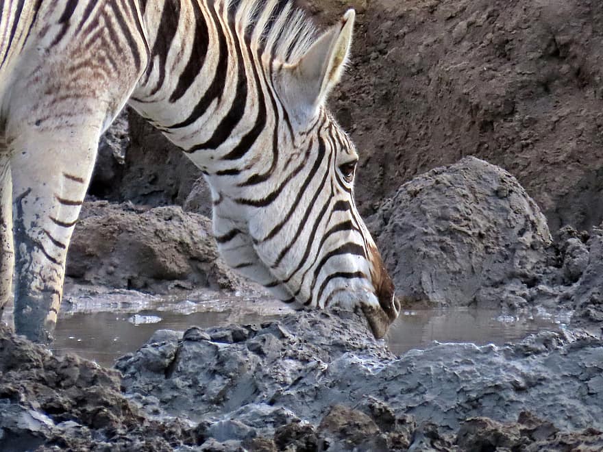 zebra, zalévání díry, volně žijících živočichů, Umfolozi, Jižní Afrika, Mbonambi