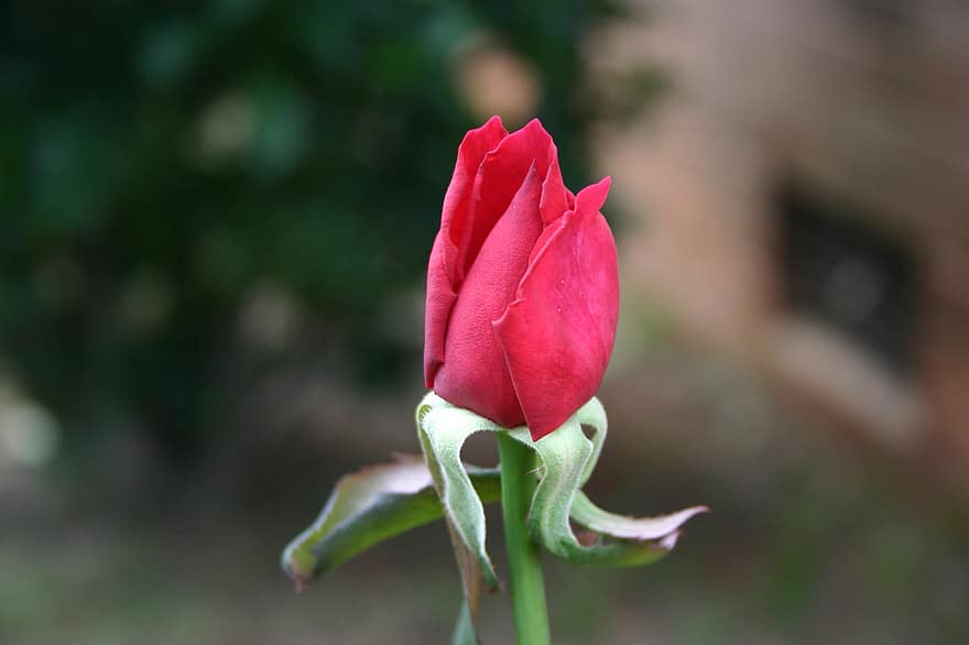 Rose, Blume, Rosenknospe, rote Rose, Blühen, blühend, Blütenblätter, rote Blütenblätter, Flora