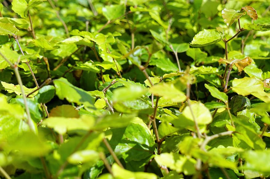 Hedge, Shrub, Nature, Green, Background, Leaves, Flora