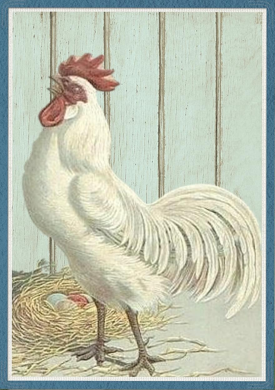 Chicken, Wooden, Background, Grunge, Funny, Old, Rustic, Vintage, Easter, White, Poultry
