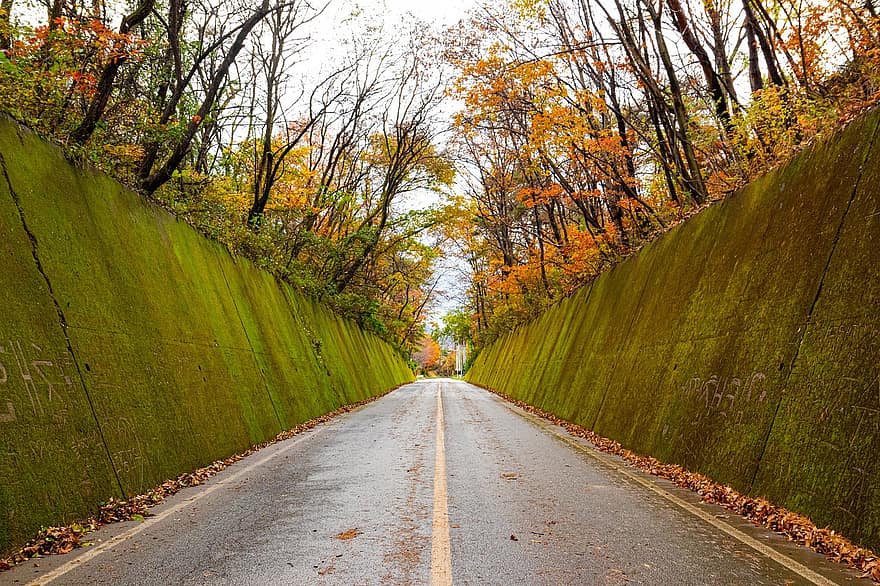 Příroda, podzim, silnice, sezóna, venku, gwangwon-do, cestovat, les, list, žlutá, strom