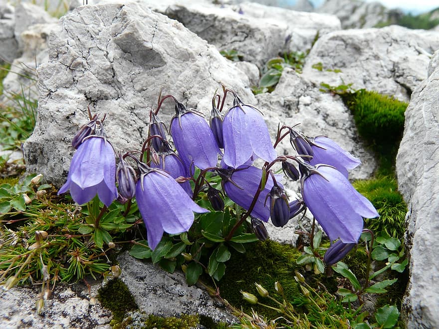 цветы, колокольчик, альпийский цветок, фиолетовые цветы, лепестки, фиолетовые лепестки, цветение, цвести, Флора, растения