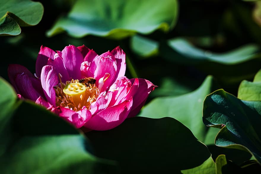 abeille, 蓮 Peng, feuille de lotus, été, lotus