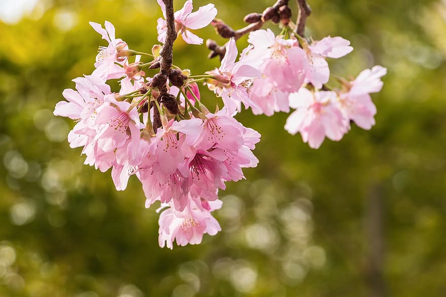 flores de cerejeira, sakura, flores, árvore, Flor nacional, flor, Estação de florescimento