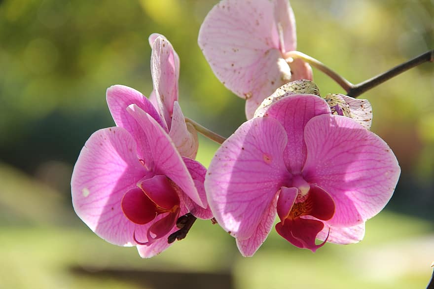 природа, орхидея, цветок, свежий