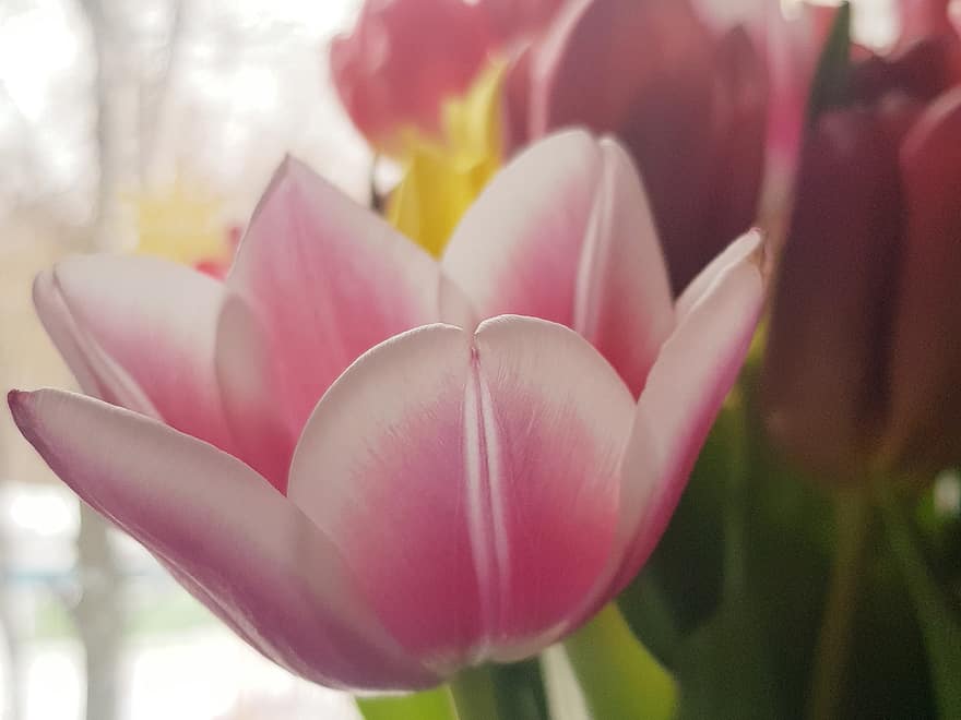tulipan, buket, blomster, tulipaner, forår, flor, flora, schnittblume, stilleben, skønhed, natur