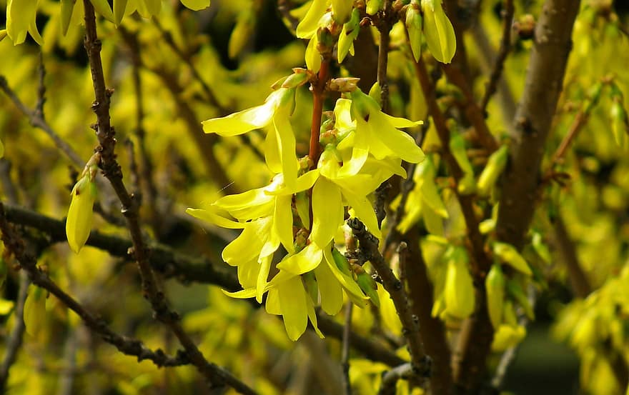 Flowers, Bush, Spring, Forsythia, Yellow, Nature