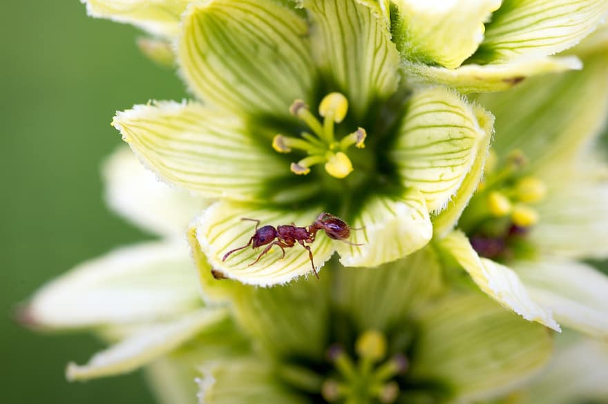 eléboro blanco, flor, hormiga, álbum de veratrum, insecto, planta, flora, naturaleza, de cerca, macro, color verde
