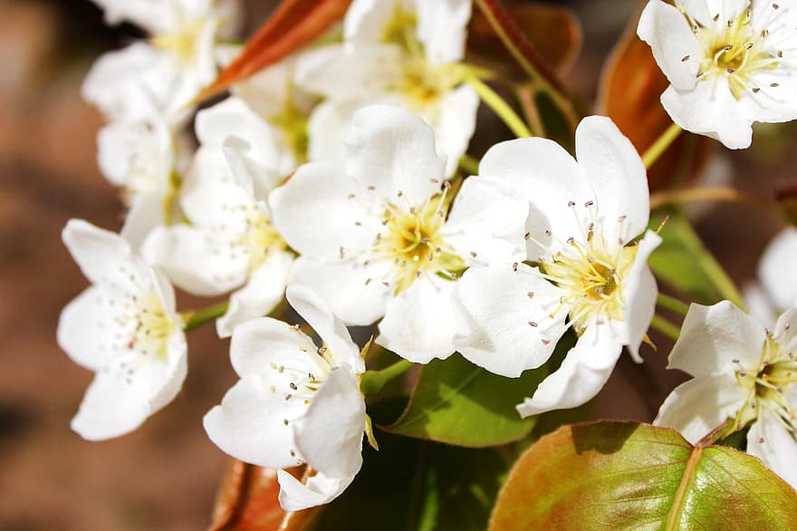 päronblommor, pärlblommar, vita blommor, blomma, flora, blomsterodling, vita kronblad, kronblad, botanik, natur