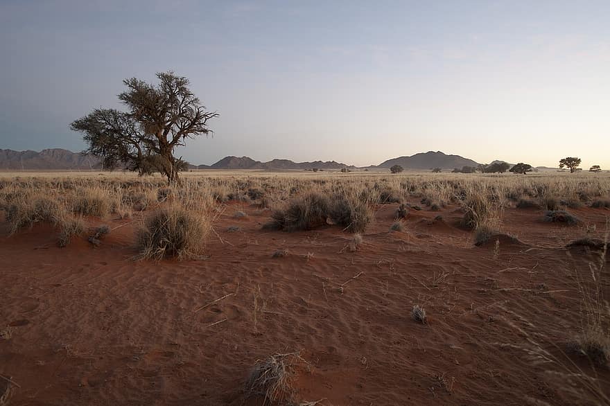 namibie, poušť, keř, písek, vegetace, strom, suchý, sucho, Příroda, scenérie, krajina