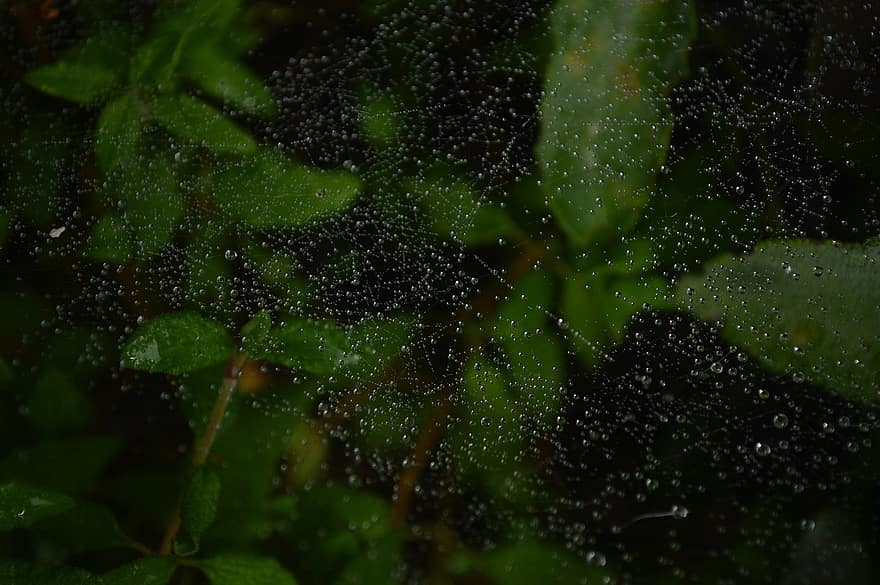 regen, spinnenweb, regendruppels, natuur, achtergrond, detailopname, blad, groene kleur, achtergronden, laten vallen, nat