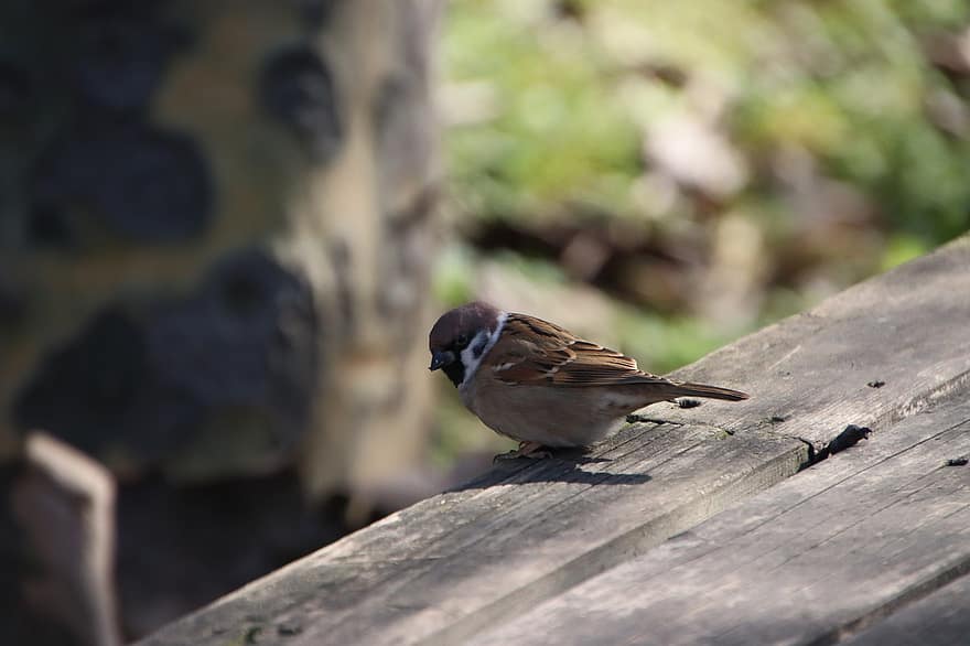 Bird, Sparrow, Ornithology, Species, Fauna, Avian, Animal, Wildlife, Plumage, Beak