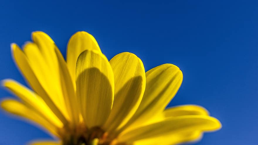 flor, flor amarilla, pétalos, pétalos amarillos, floración, planta, flora, naturaleza, amarillo, de cerca, verano
