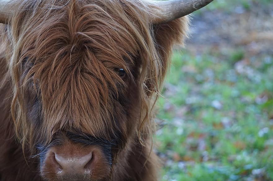 Highland Cattle, Cattle, Cow, Livestock, Farm Animal