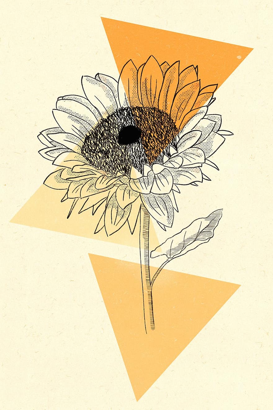 bunga matahari, alam, Latar Belakang, gambar