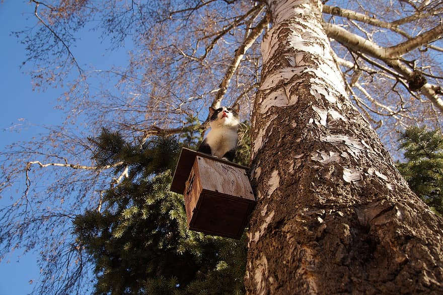 kat, birdhouse, træ, jagt, kat på et træ, Kat på et fuglehus, afdeling, nuttet, Skov, dyr i naturen, kæledyr