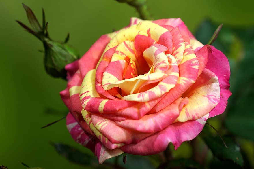 Rosa, flor, planta, Batik Rose, pétalos, brote, floración, naturaleza