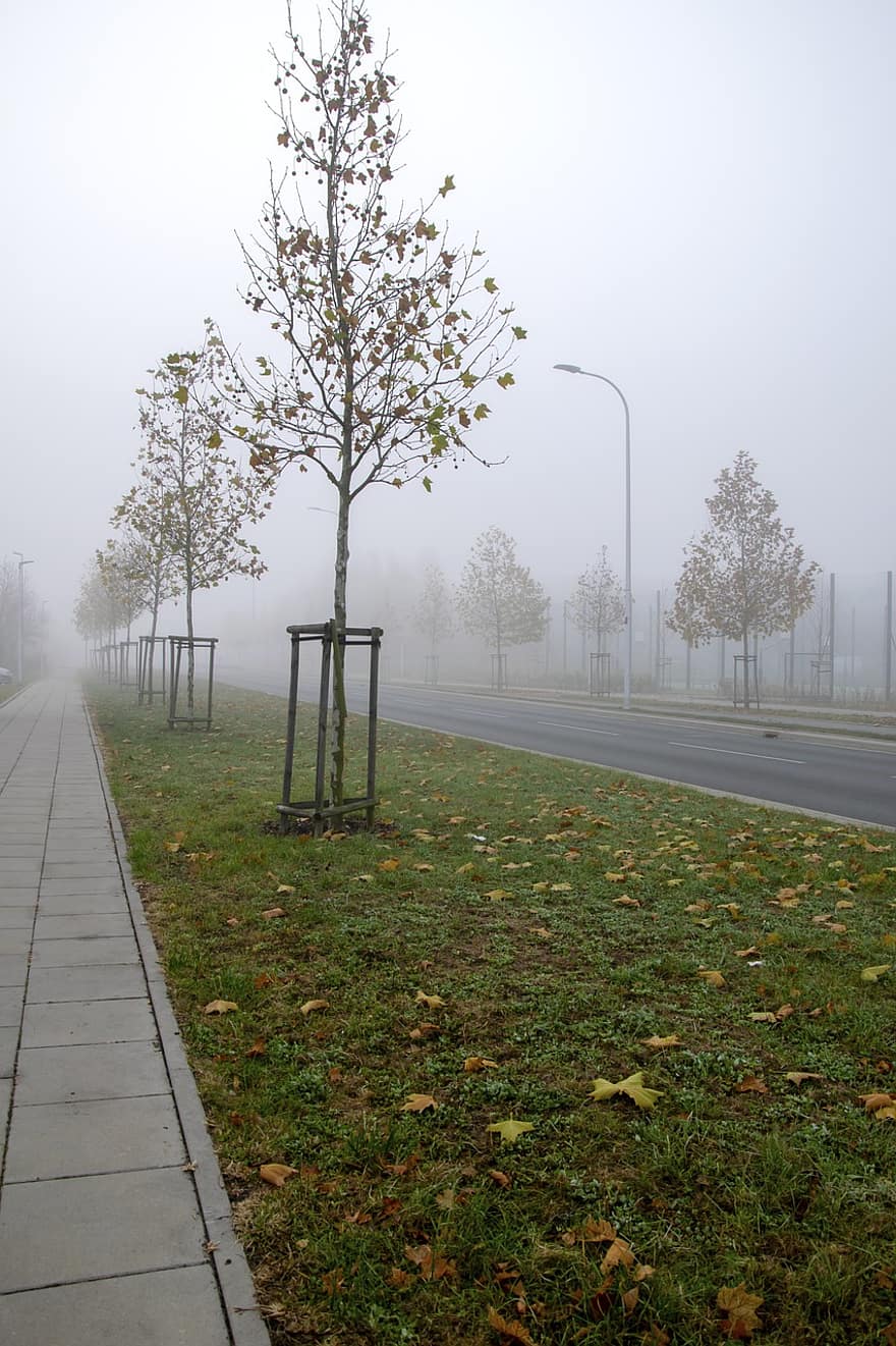 Weg, Straße, Bäume, Stadt, der Nebel, Morgen, Gras, Lampen, Stadtstraße, Asphalt, Asphaltstraße