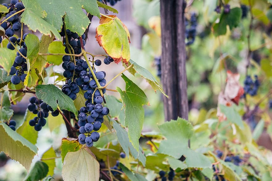 виноград, лозы, виноградная лоза, виноградник, фрукты, органический, производить, урожай, виноградарство, Rebstock, выращивание