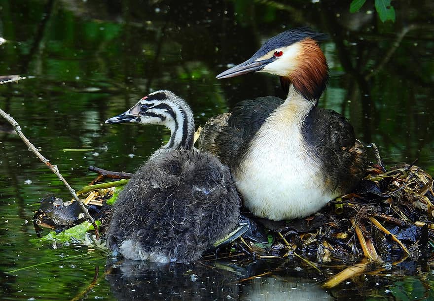 Birds, Ornithology, Great Crested Grebe, Water Bird, Animal, Chick, Nest, beak, feather, animals in the wild, pond