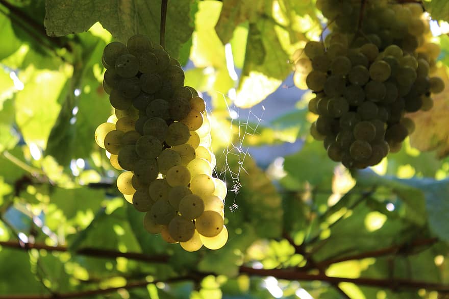 anggur, tanaman merambat, gugus, anggur hijau, selentingan, buah-buahan, organik, menghasilkan, panen, pemeliharaan anggur, winegrowing