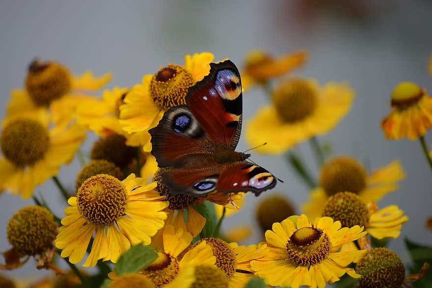 papillon, éternuement, fleurs, papillon paon, insecte, animal, jardin, la nature