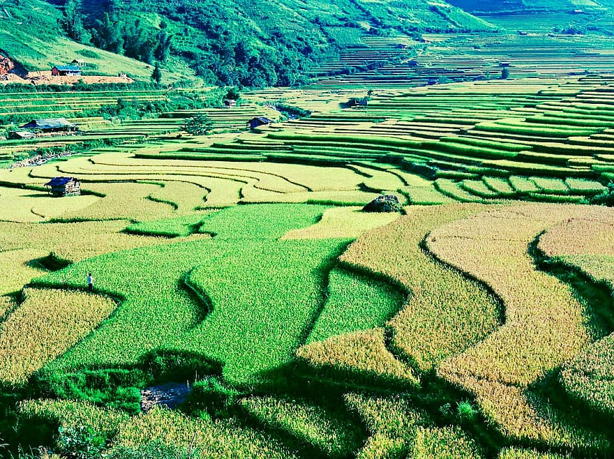 seyahat, pirinç, olgun pirinç tarlaları, teraslı alanlar, mu cang chai