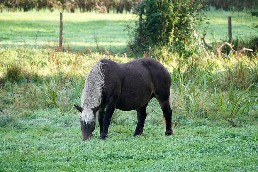 Horse, Animal, Grazing, Pasture, Meadow, Equines, Equestrian, Farm, Farm Animal, Farm Yard, Wildlife