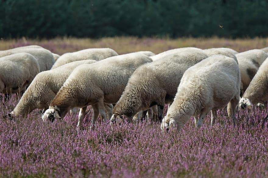 Heather Meadow, πρόβατο, ζώα, heather λουλούδια, των ζώων, φύση, βοσκή, αγροτική σκηνή, αγρόκτημα, γεωργία, γρασίδι