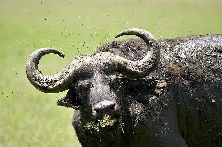 afrikanischer Büffel, Büffel, Tier, Masai Mara, Afrika, Tierwelt, Säugetier