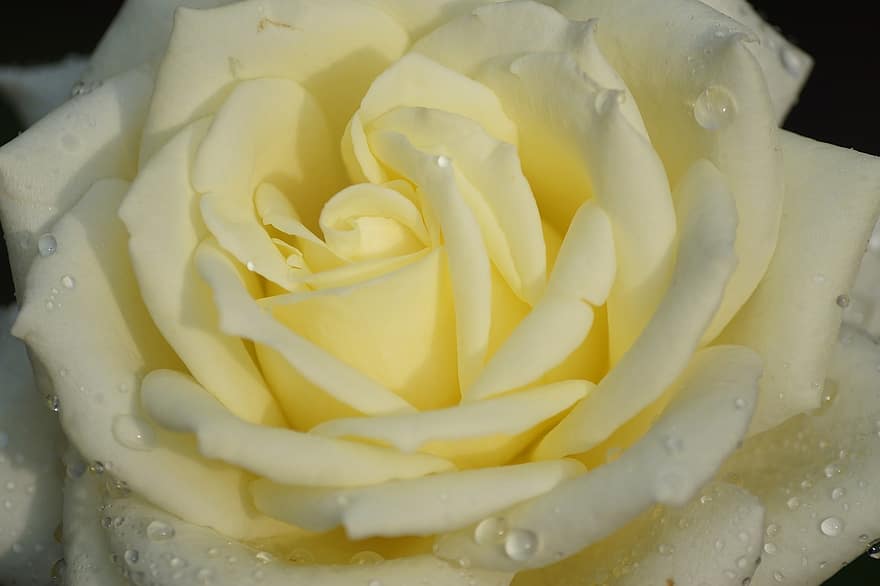 Rose, Flower, Plant, Yellow Rose, Yellow Flower, Dew, Dewdrops, Wet, Petals, Bloom, Nature